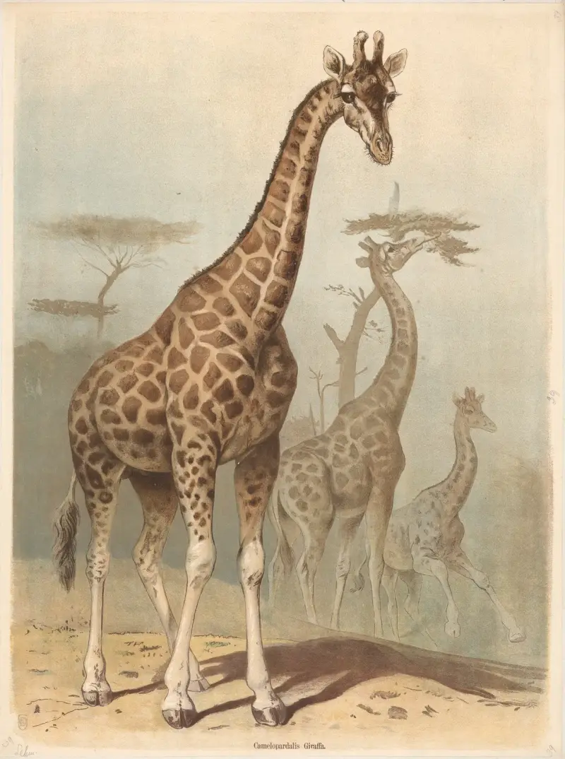 Żyrafa, Friedrich Specht