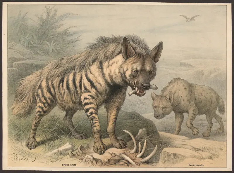 Hyaena striata. Hyaena crocuta, Friedrich Specht