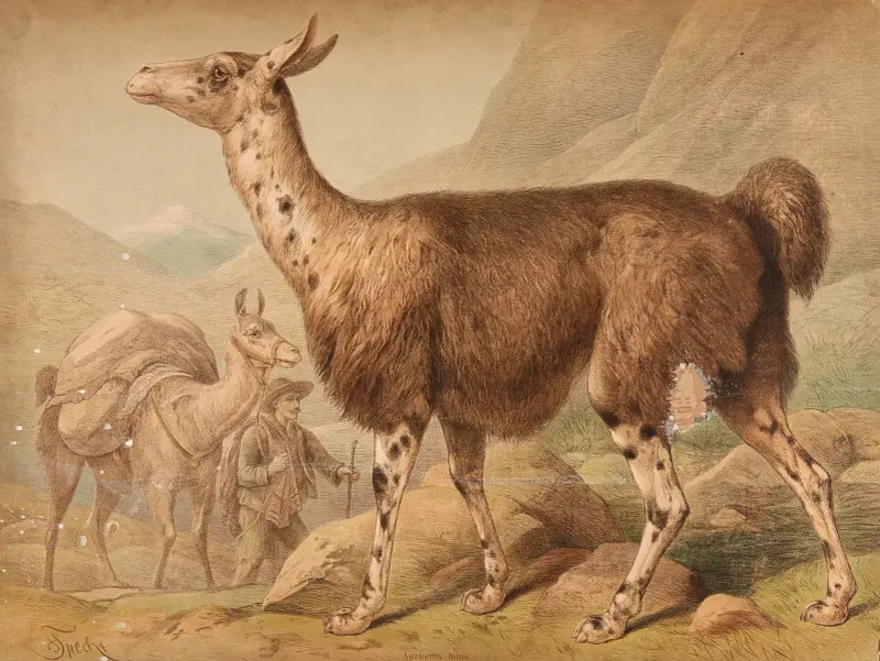 Lama (Auchenia Lama), Friedrich Specht