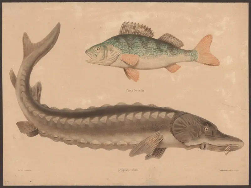 Okoń (Perca fluviatilis), jesiotr (Acipenser sturio), Friedrich Specht