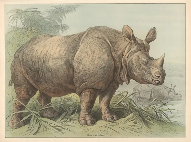 Rhinoceros indicus, Friedrich Specht