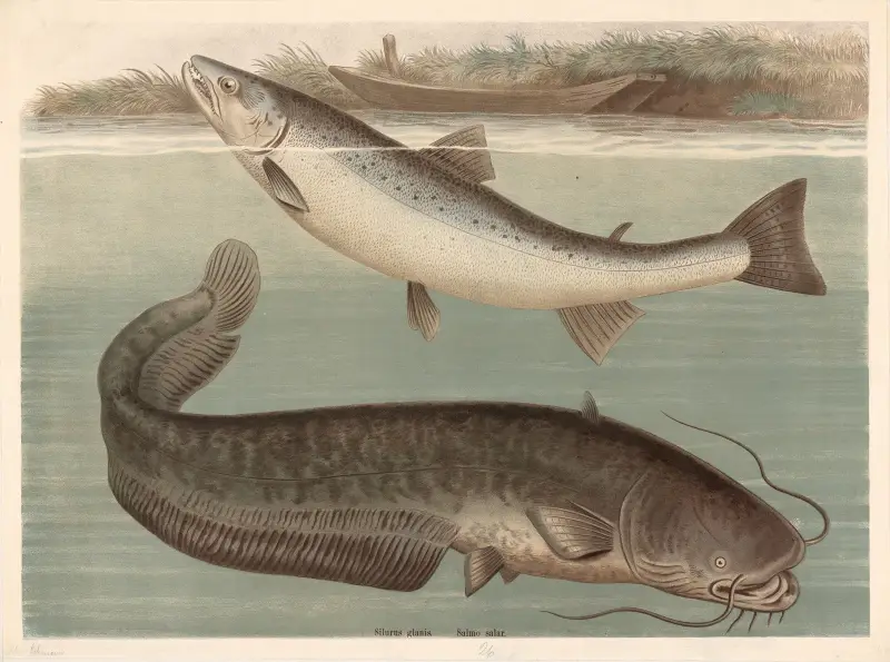 Silurus glanis, Friedrich Specht
