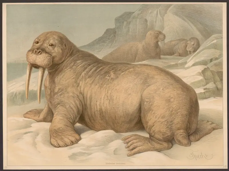Trichechus rosmarus, Friedrich Specht