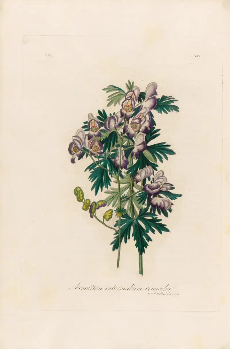 Aconitum intermedium versicolor, Gaetano Savi