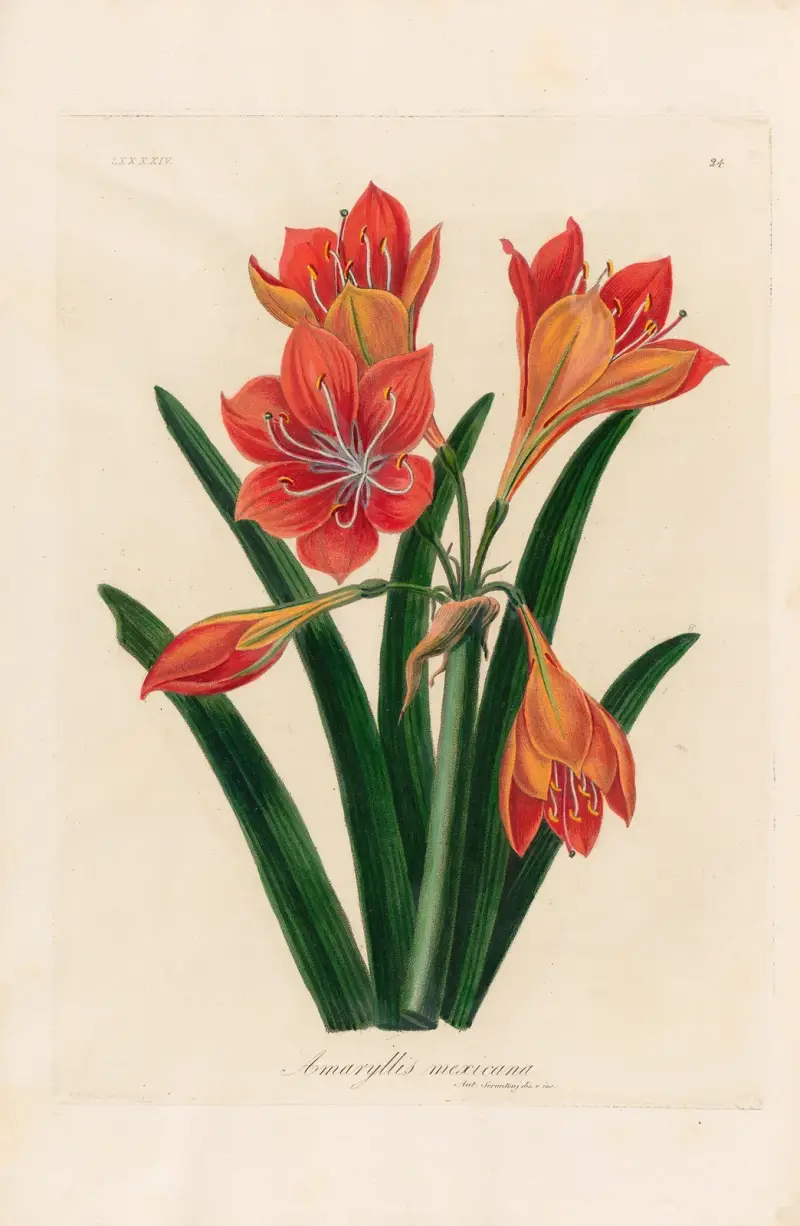 Amaryllis mexicana av Gaetano Savi