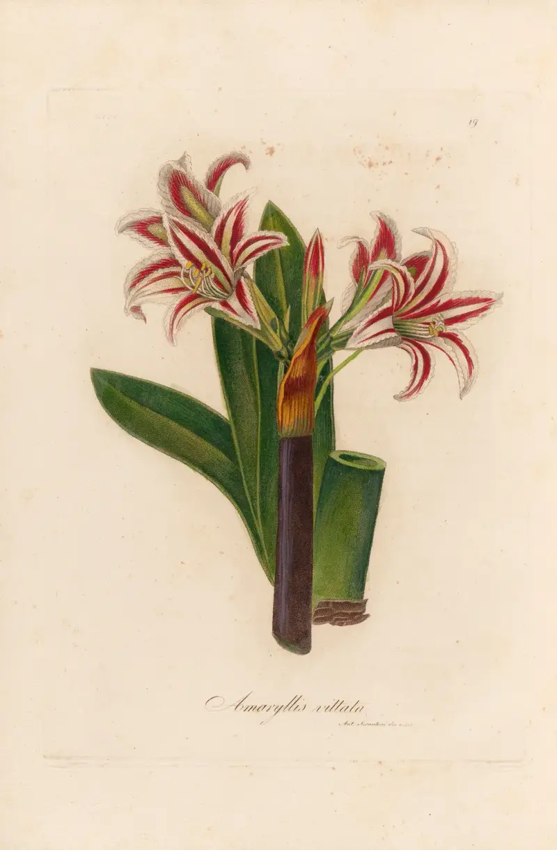 Amaryllis vittata, Gaetano Savi
