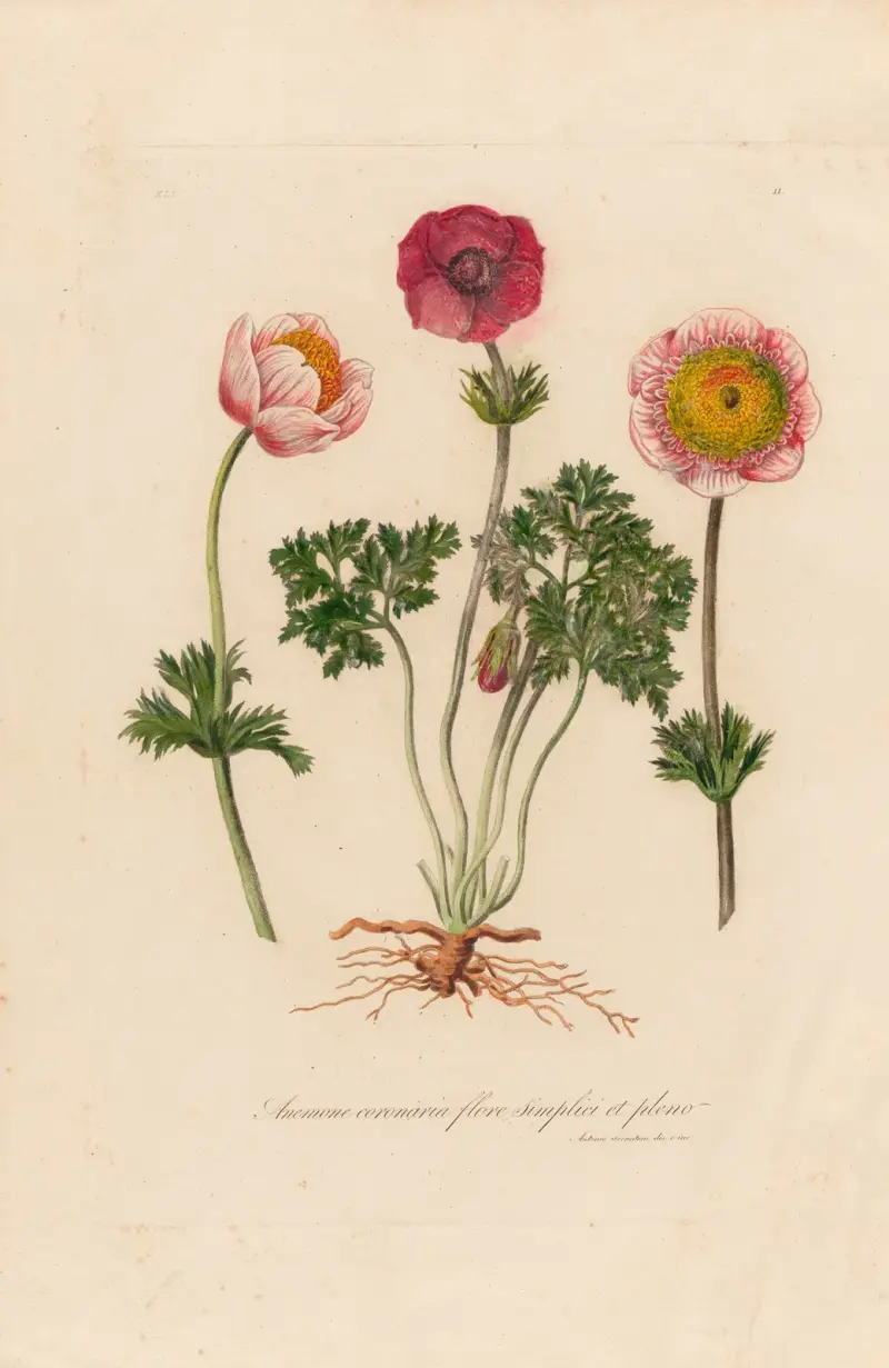 Anemone coronaria med enkel och fylld blomma av Gaetano Savi