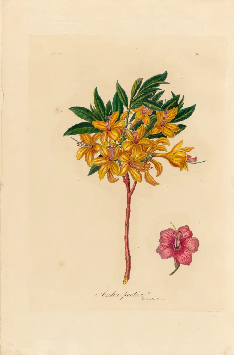 Azalea pontica, Gaetano Savi