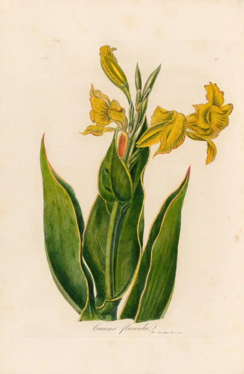 Canna flaccida, Gaetano Savi