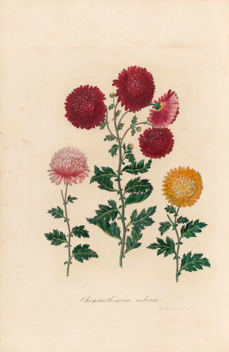 Chrysanthemum indicum von Gaetano Savi