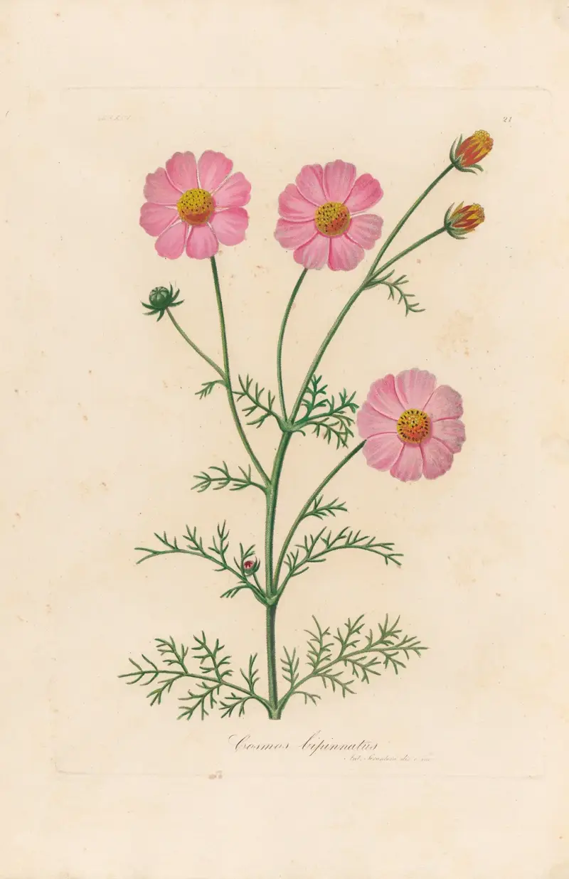 Cosmos bipinnatus av Gaetano Savi