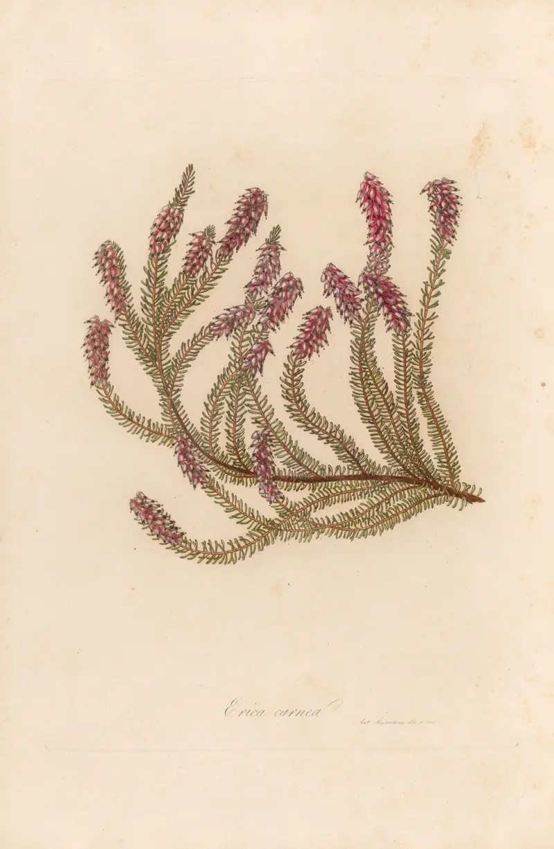 Erica carnea von Gaetano Savi
