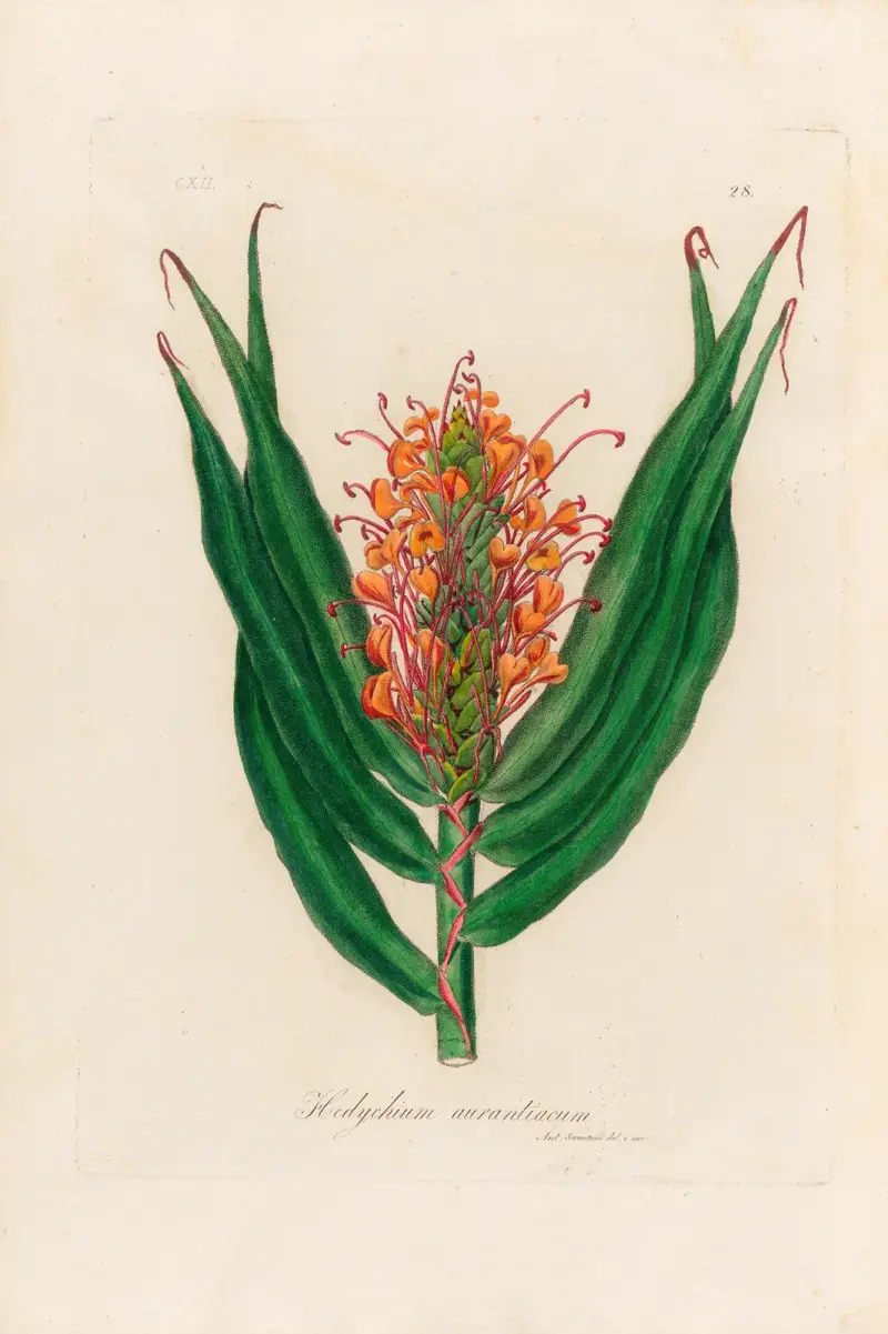 Hedychium aurantiacum von Gaetano Savi