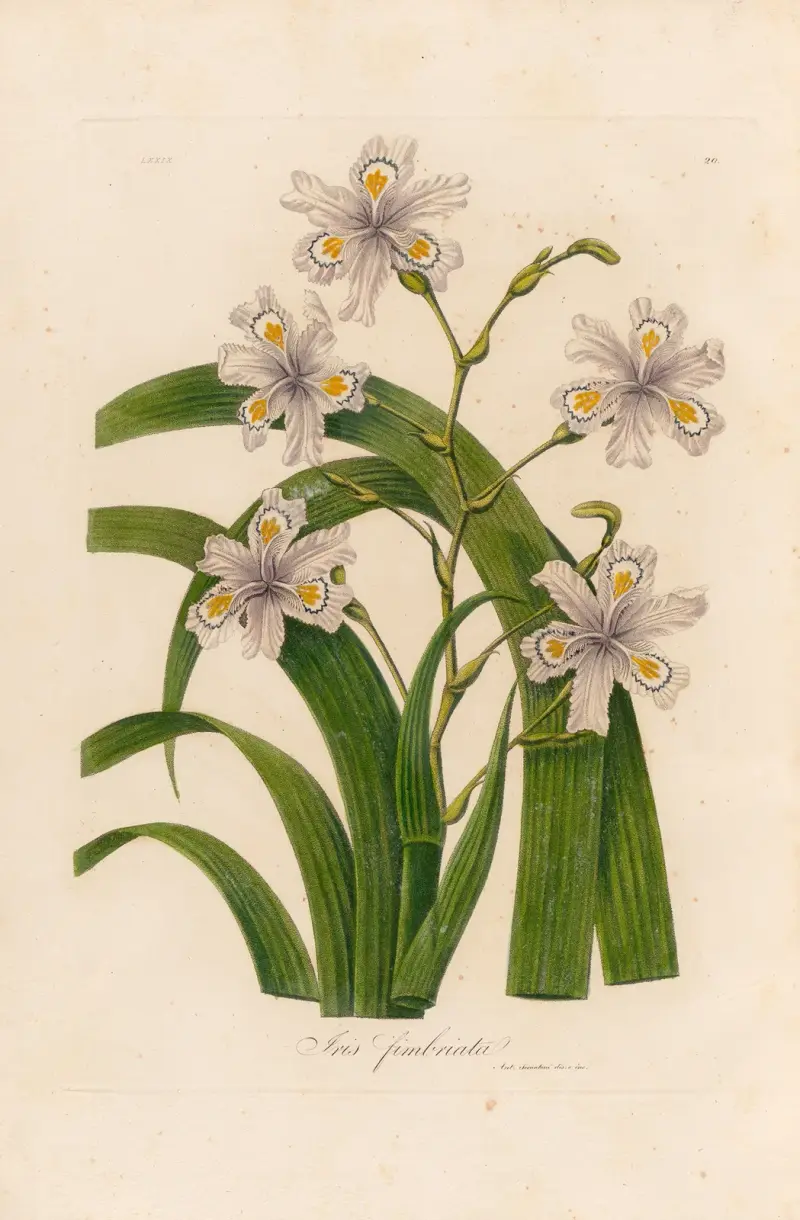 Iris fimbriata, Gaetano Savi