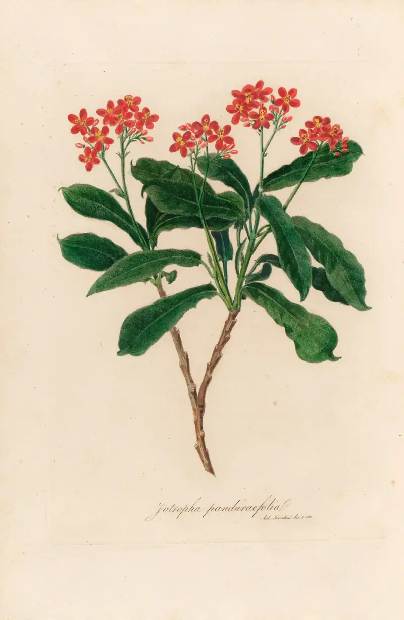 Jatropha panduraefolia av Gaetano Savi