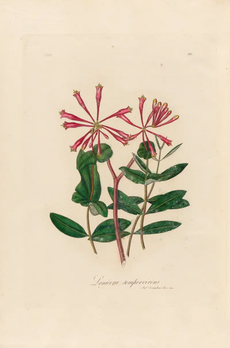 Lonicera sempervirens von Gaetano Savi