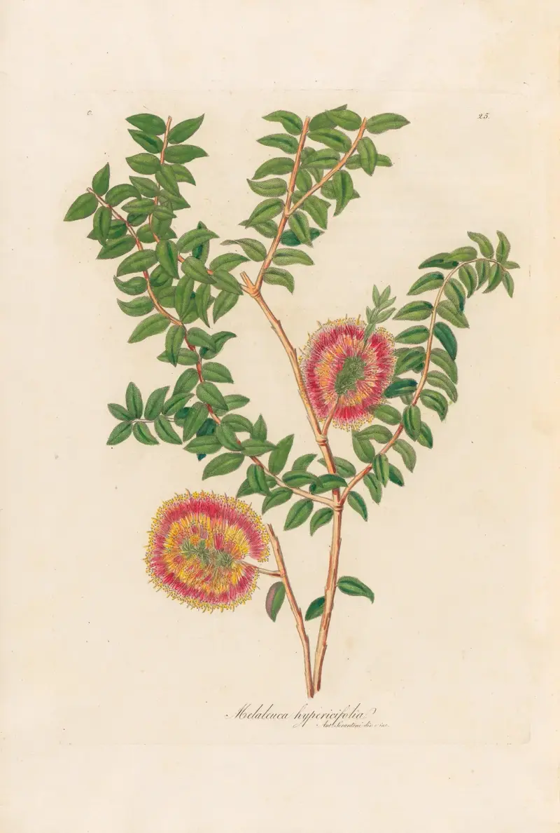 Melaleuca hypericifolia, Gaetano Savi