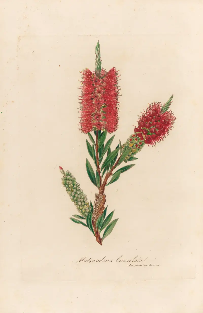 Metrosideros lanceolata, Gaetano Savi