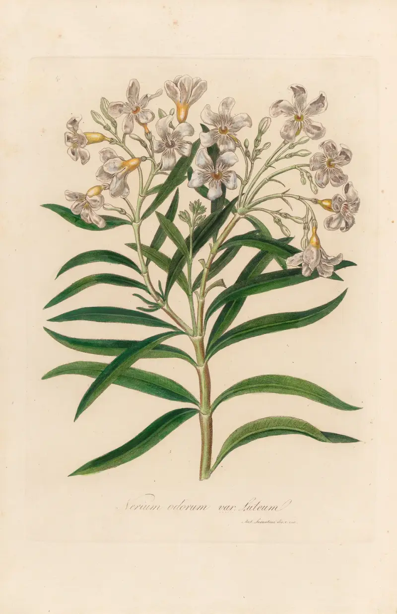 Nerium odorum var. lutuem, Gaetano Savi