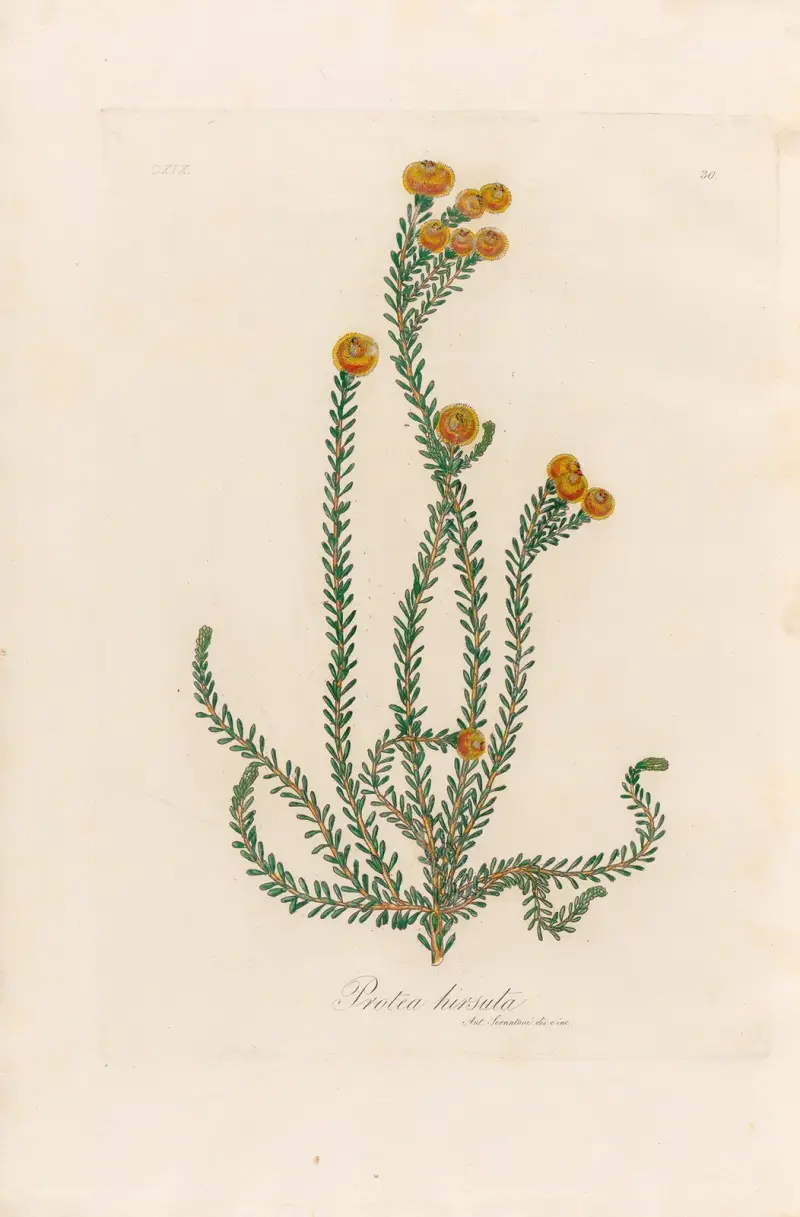 Protea hirsuta, Gaetano Savi