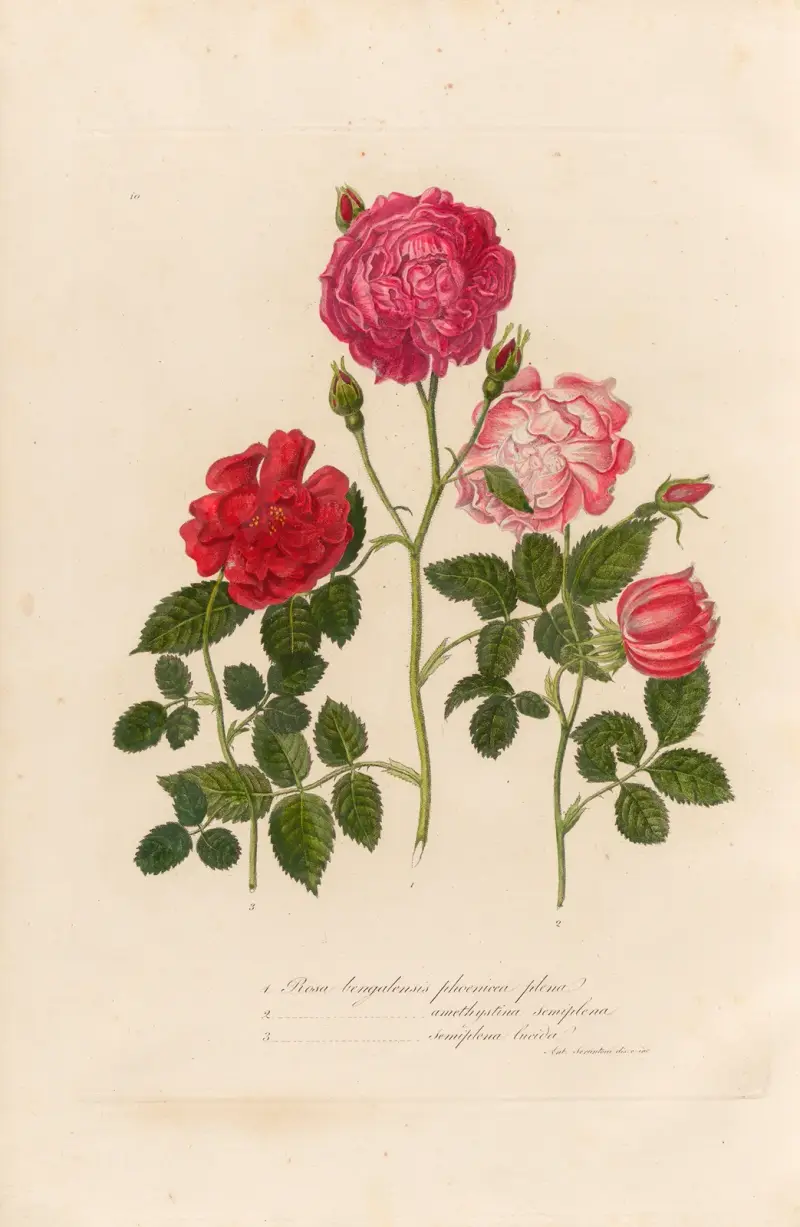 Rosa bengalensis von Gaetano Savi