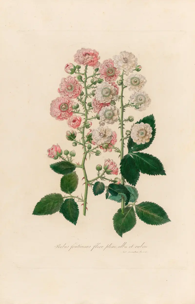 Rubus fruticosus flore pleno, albo et rubro von Gaetano Savi