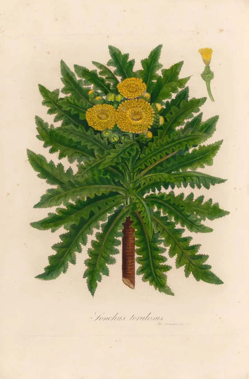 Sonchus torulosus von Gaetano Savi