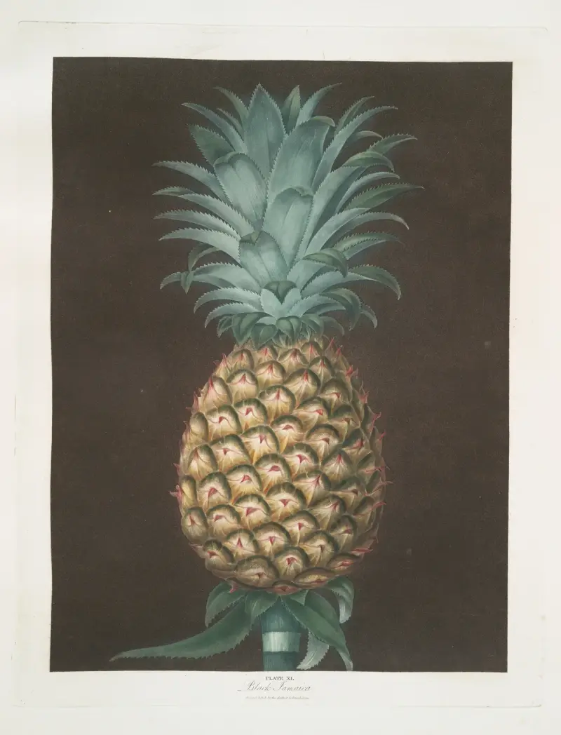 Černá Jamaica (ananas), George Brookshaw