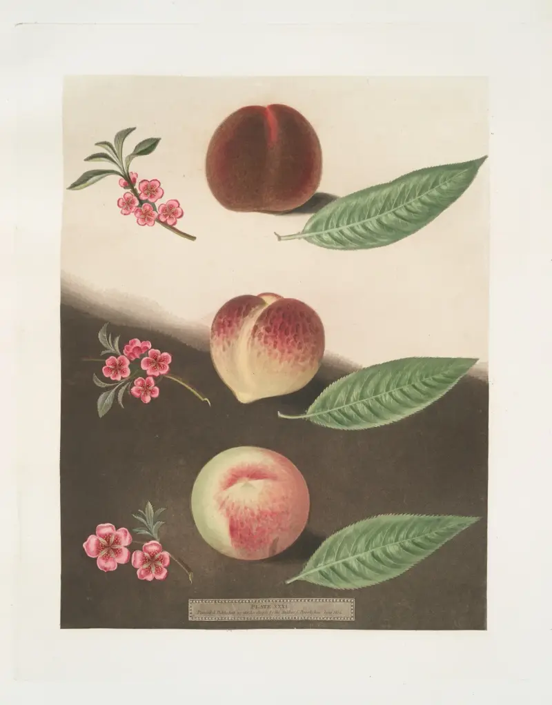 Gallande, La Teton de Venus och Noblesse-persikor av George Brookshaw