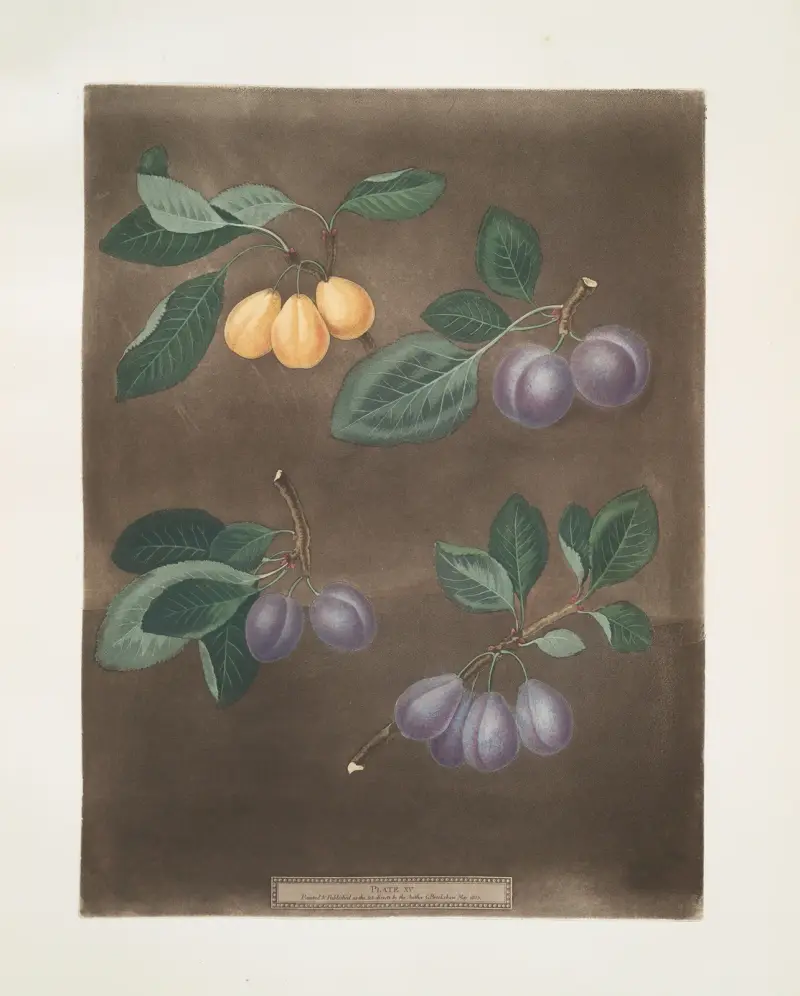 Jean Hative, Morocco, Precos de Tour och Purple Hative-plommon av George Brookshaw