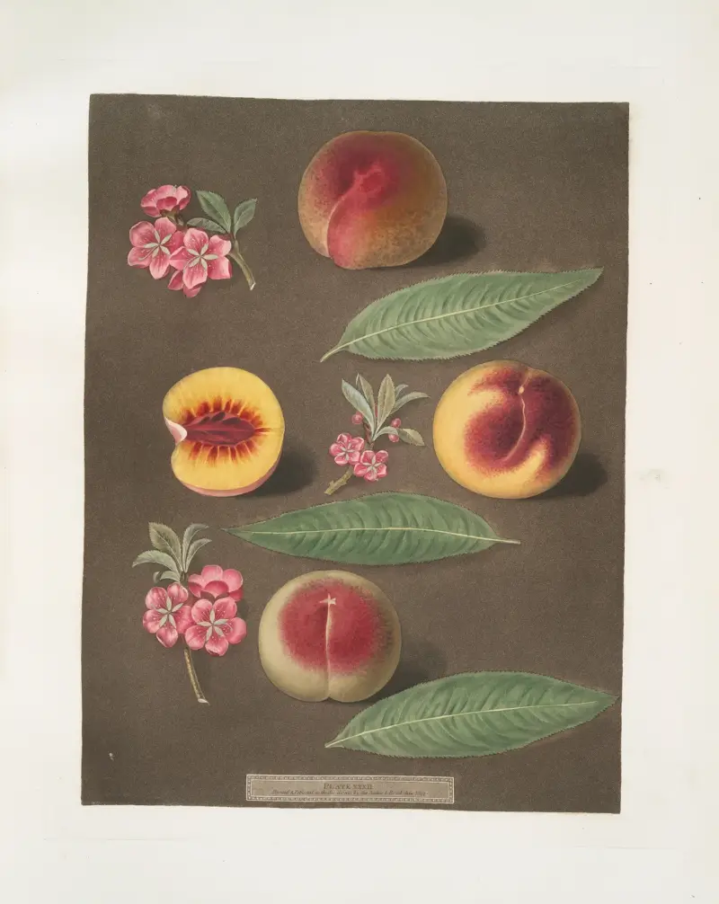 Marlborough, Rumbullion och Double Mountain-persikor av George Brookshaw