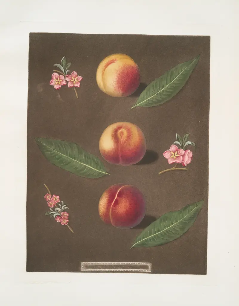 Montauban, Gross minion and the Old royal George peaches. av George Brookshaw