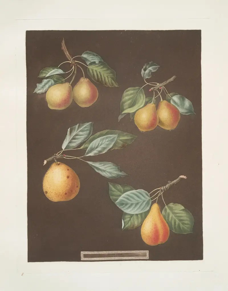 Hrušky (odrůdy Valley, Petit Russelet, Doyenne, Saint Michael, Russselet de Rheims a Gross Russelet), 1812 – Nr. 2, George Brookshaw