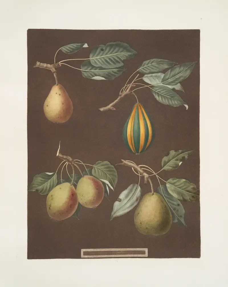 Hrušky (odrůdy Virgoulle, Striped vert longue, Swan's egg a d'Auch), 1812 – Nr. 4, George Brookshaw
