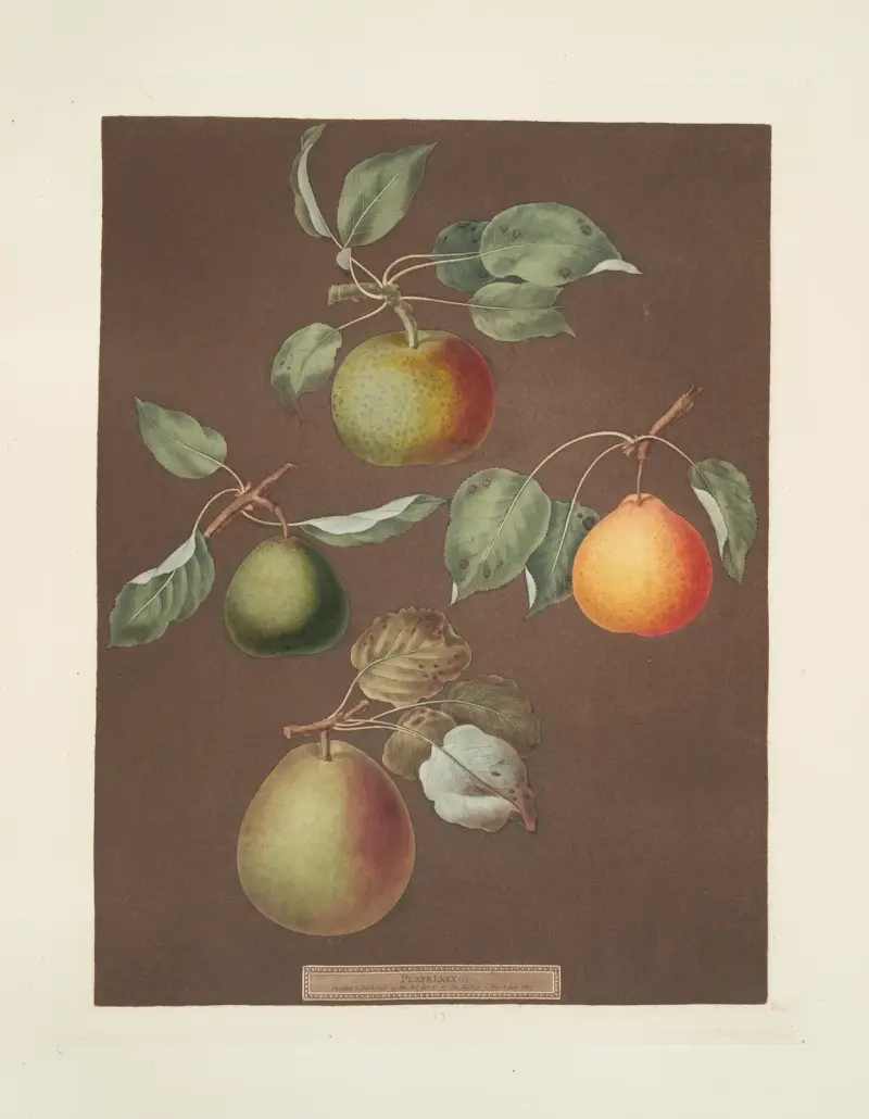 Gruszki (Michaelmas, czyli Autumn Bergamot, Summer, Orange i Gansell's bergamots), 1812 – nr 5, George Brookshaw