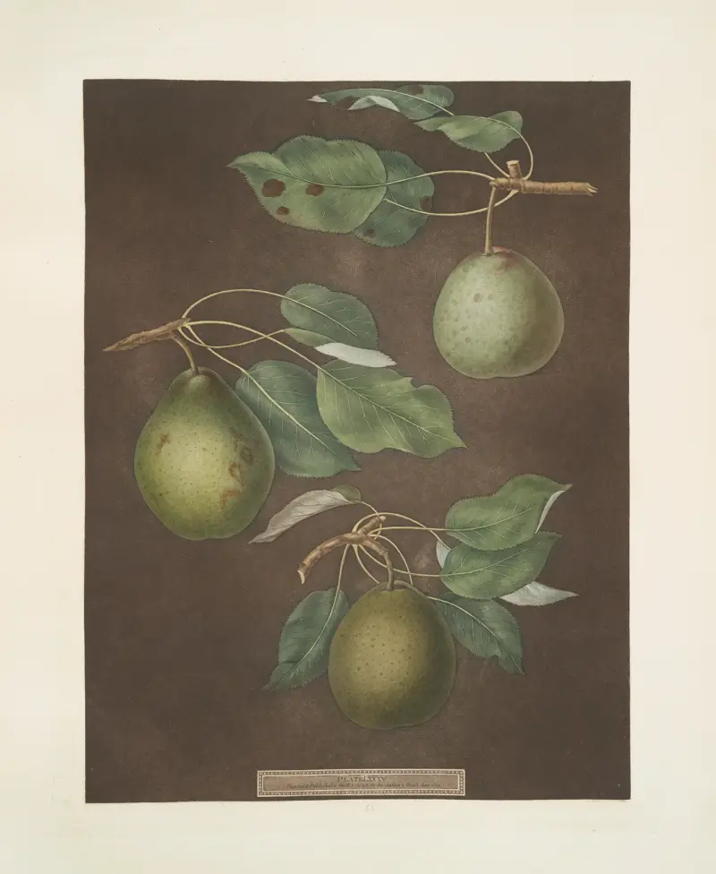 Pears (Cressan, Tarlington and the Aster bergamot varities)., 1812 – nr 6 av George Brookshaw