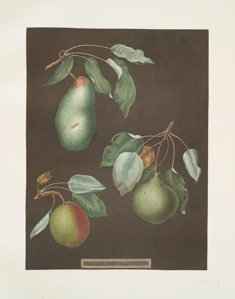 Pears (Saint Germain, Winter swan’s egg and the Double blossom varities)., 1812 – nr 8 av George Brookshaw