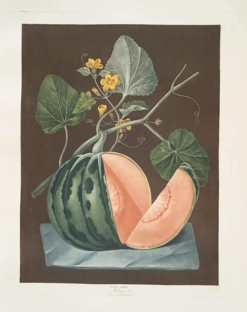 Melon Polinac, George Brookshaw