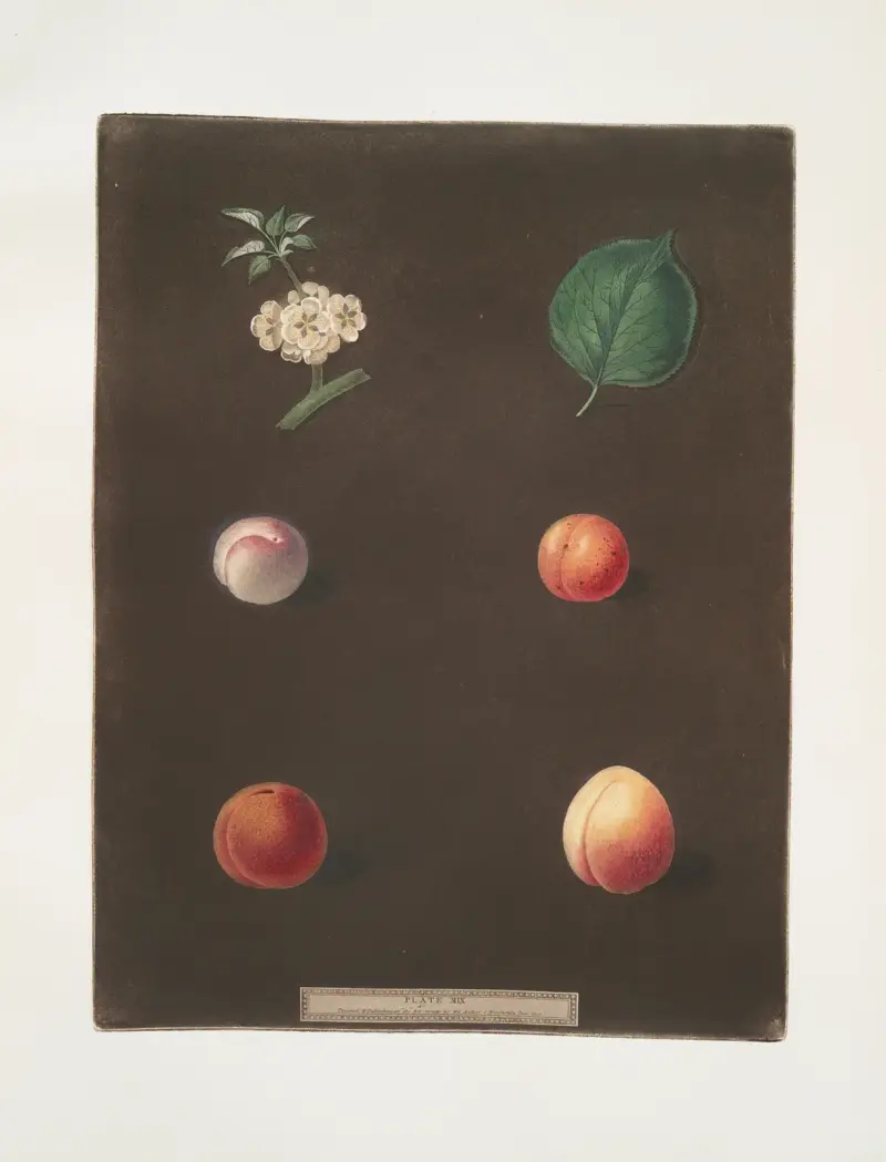 Royal Dauphin, Wine sour, Prune, Myrabolan and Carnation plums. av George Brookshaw