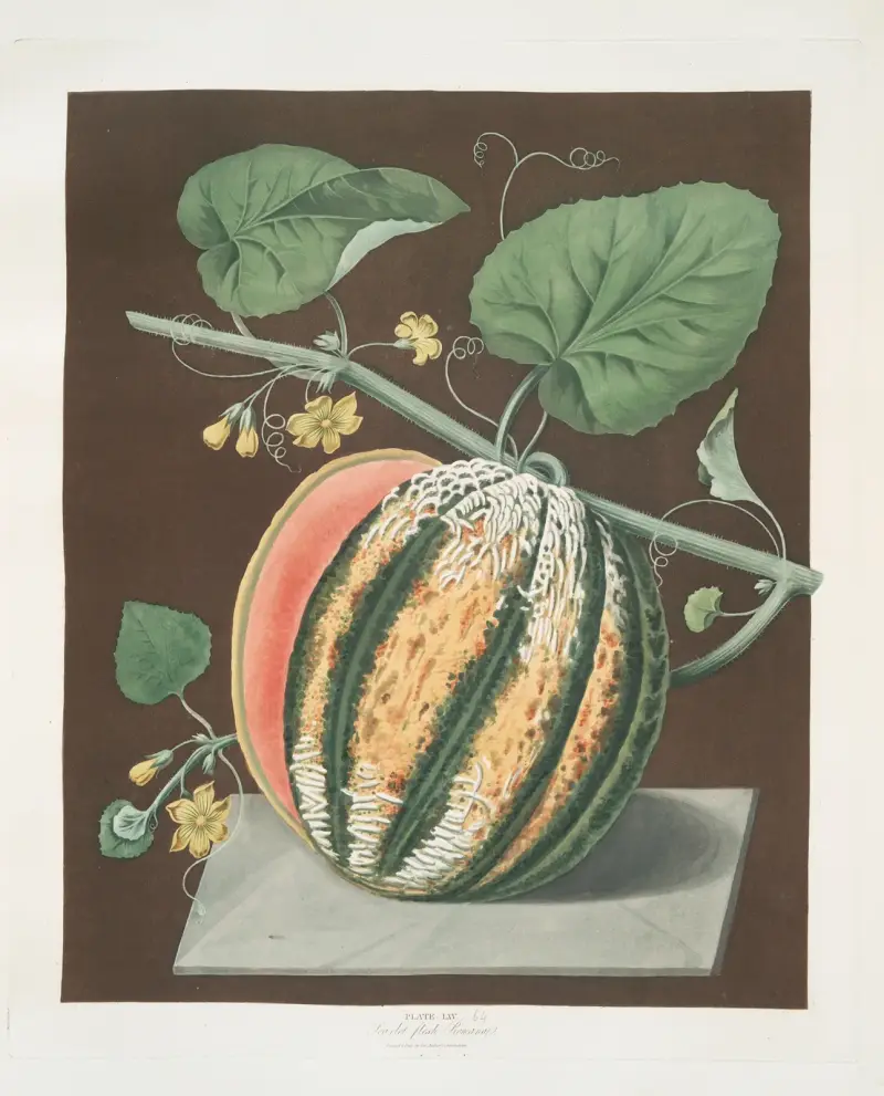 Scharlachrote Fleisch-Romana-Melone von George Brookshaw