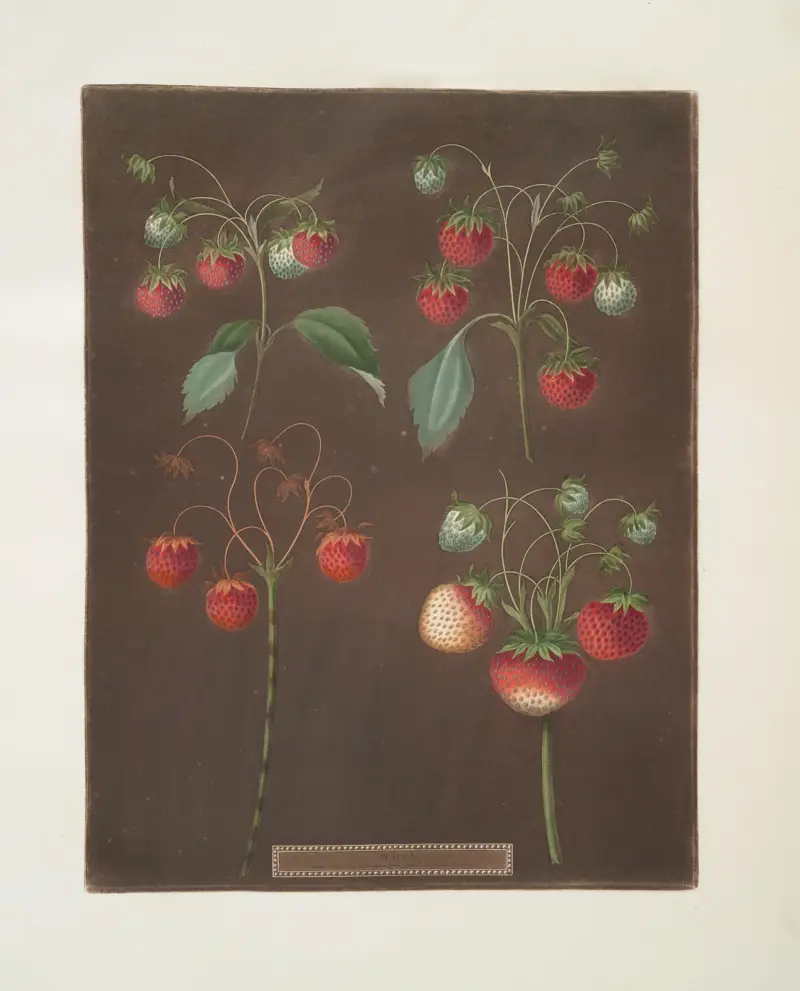 Jordgubbssorter: Early Scarlet – Late Scarlet – Golden-drop – Pine av George Brookshaw