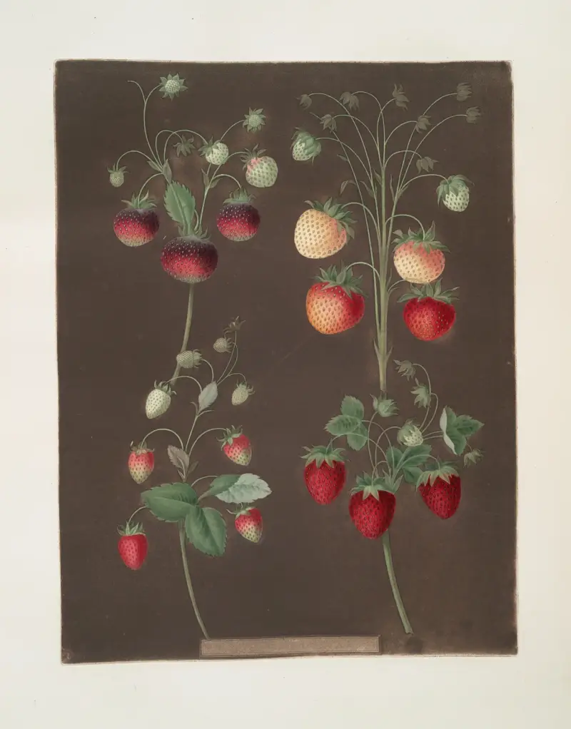 Erdbeersorten; Hoboy – Chili-Erdbeere – Scarlet-Alpine – Scarlet-Flesh-Pine, 1812 von George Brookshaw