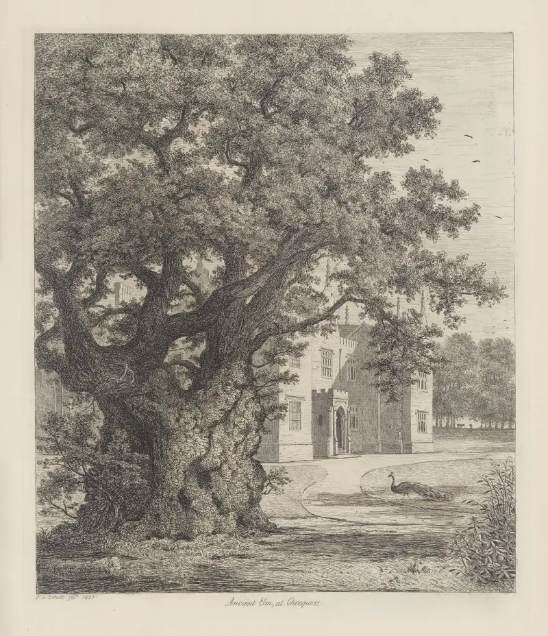 Elm at Checquers av Jacob George Strutt