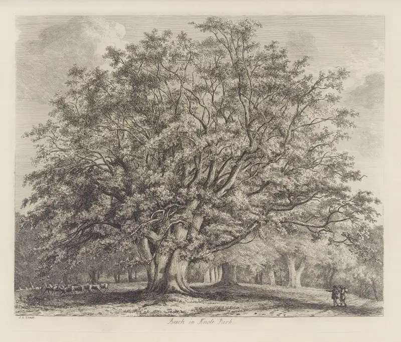 The Beech Tree at Knole av Jacob George Strutt