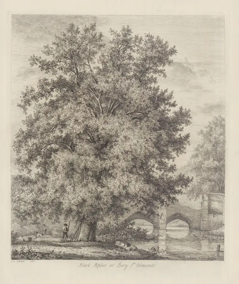 The Black Poplar at Bury St. Edmund’s av Jacob George Strutt