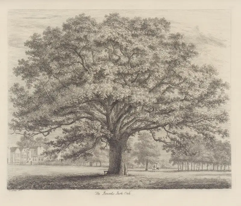 The Bounds-Park Oak av Jacob George Strutt