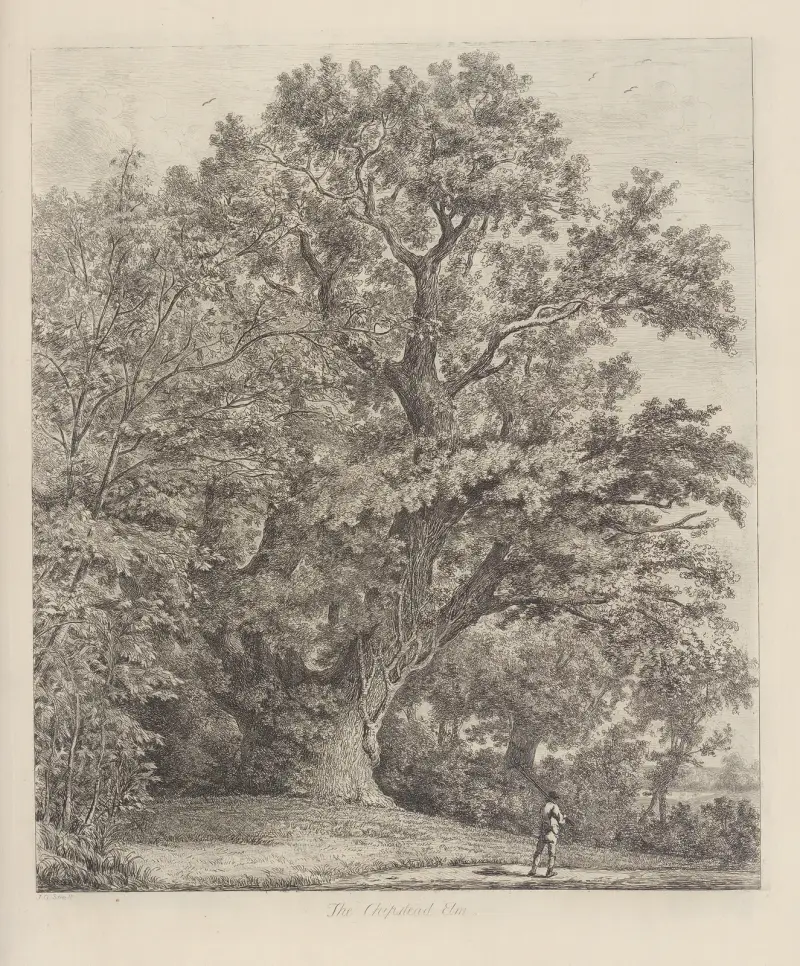 The Chipstead Elm av Jacob George Strutt