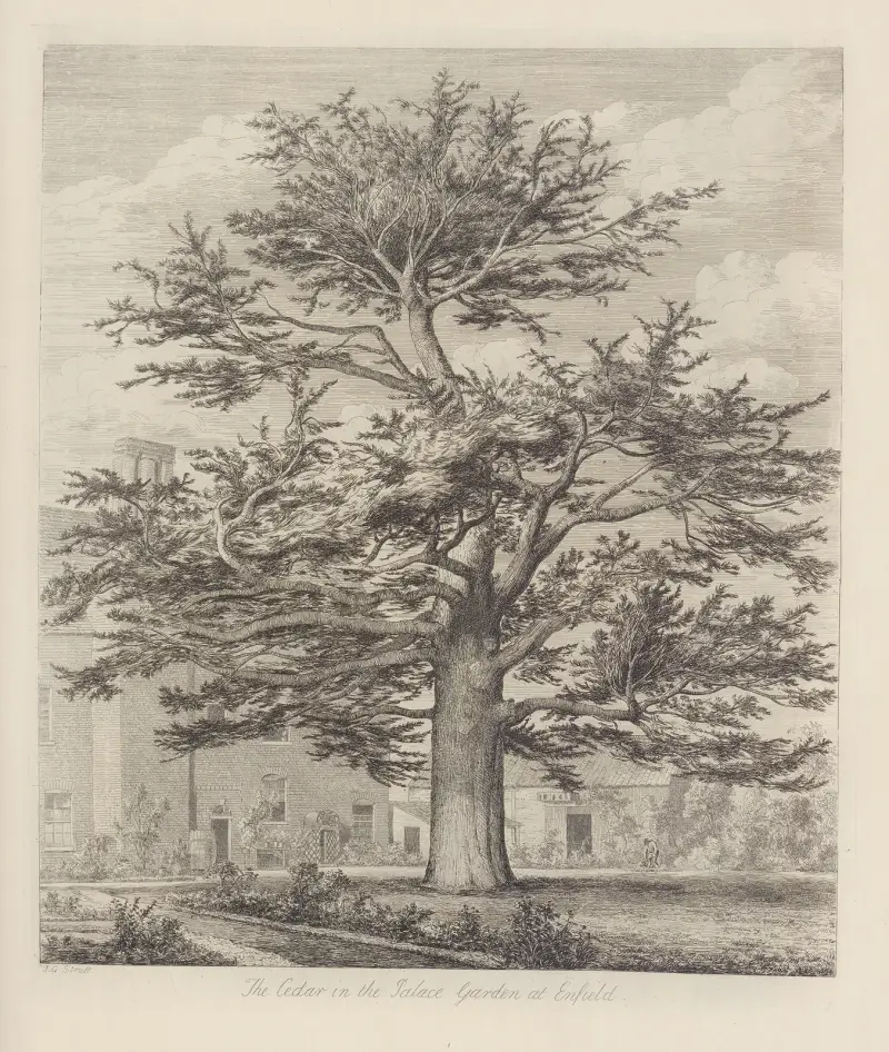 Enfieldský cedr, Jacob George Strutt