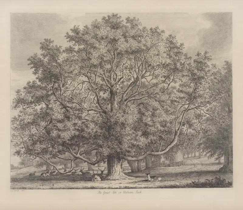 Die große Esche bei Woburn von Jacob George Strutt