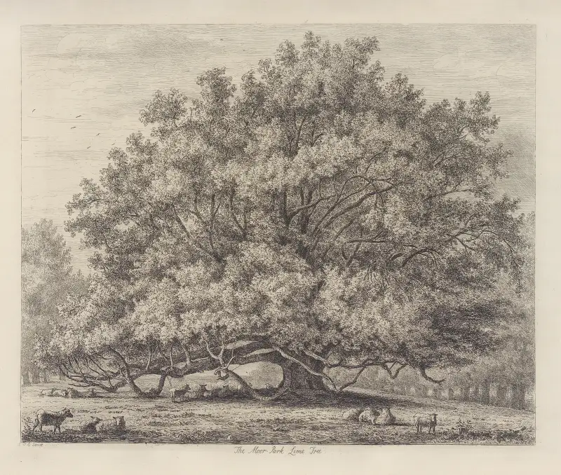 The Moor Park Lime Tree av Jacob George Strutt